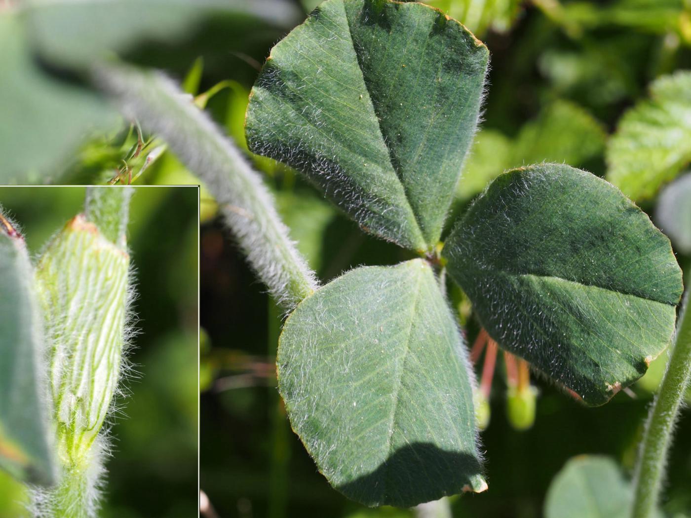 Clover, Crimson leaf